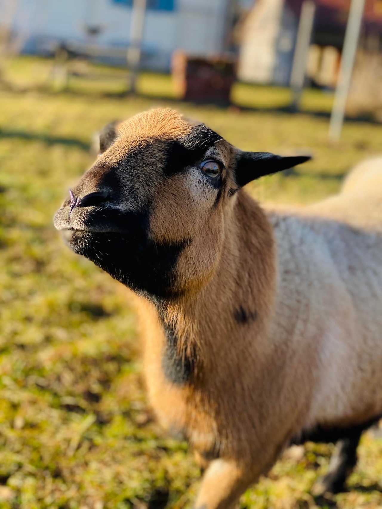 Varm - the vegan farm - a kind of sanctuary for animals and humans