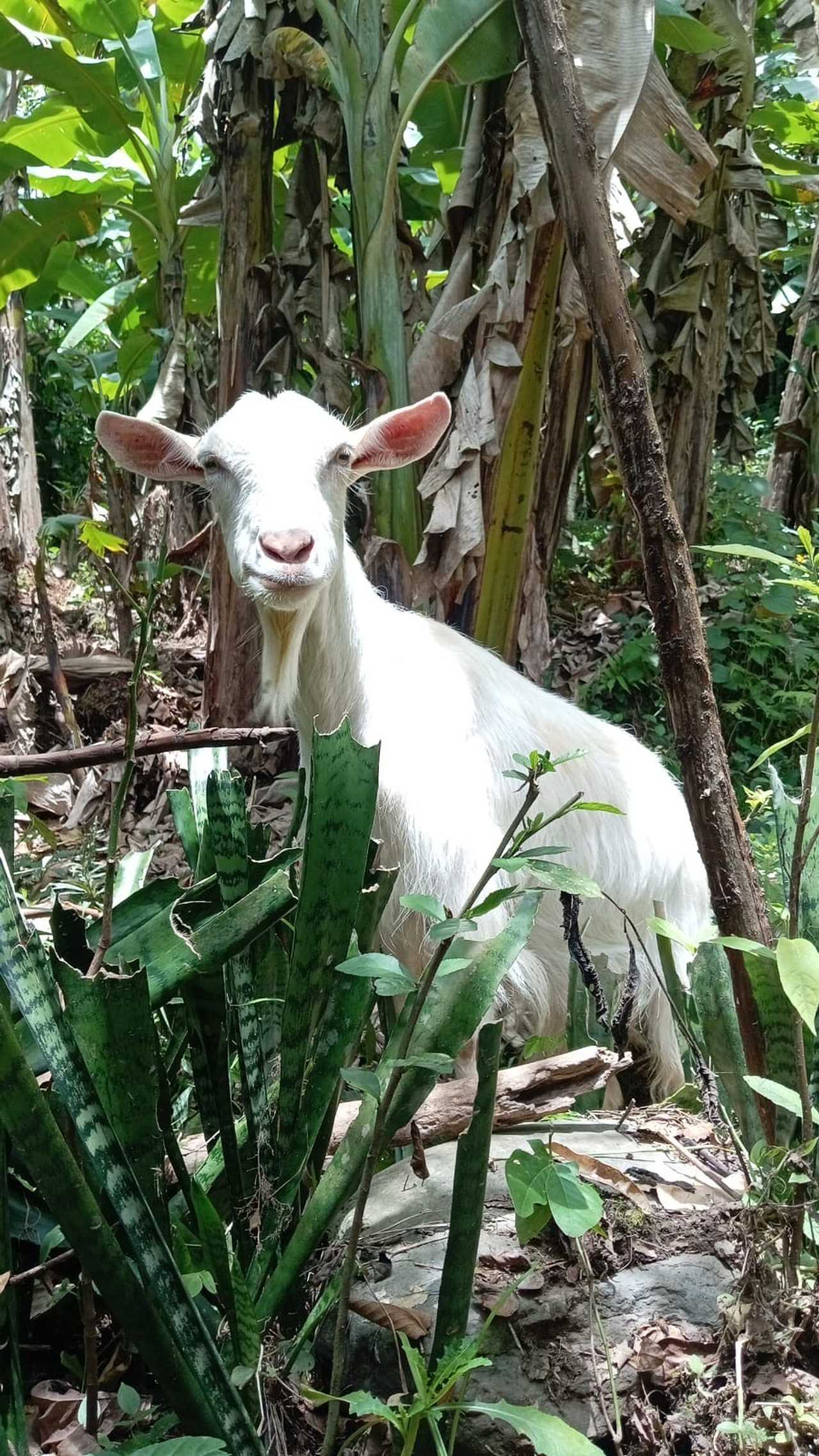 Private room or guesthouse on our VEGAN Animal Sanctuary