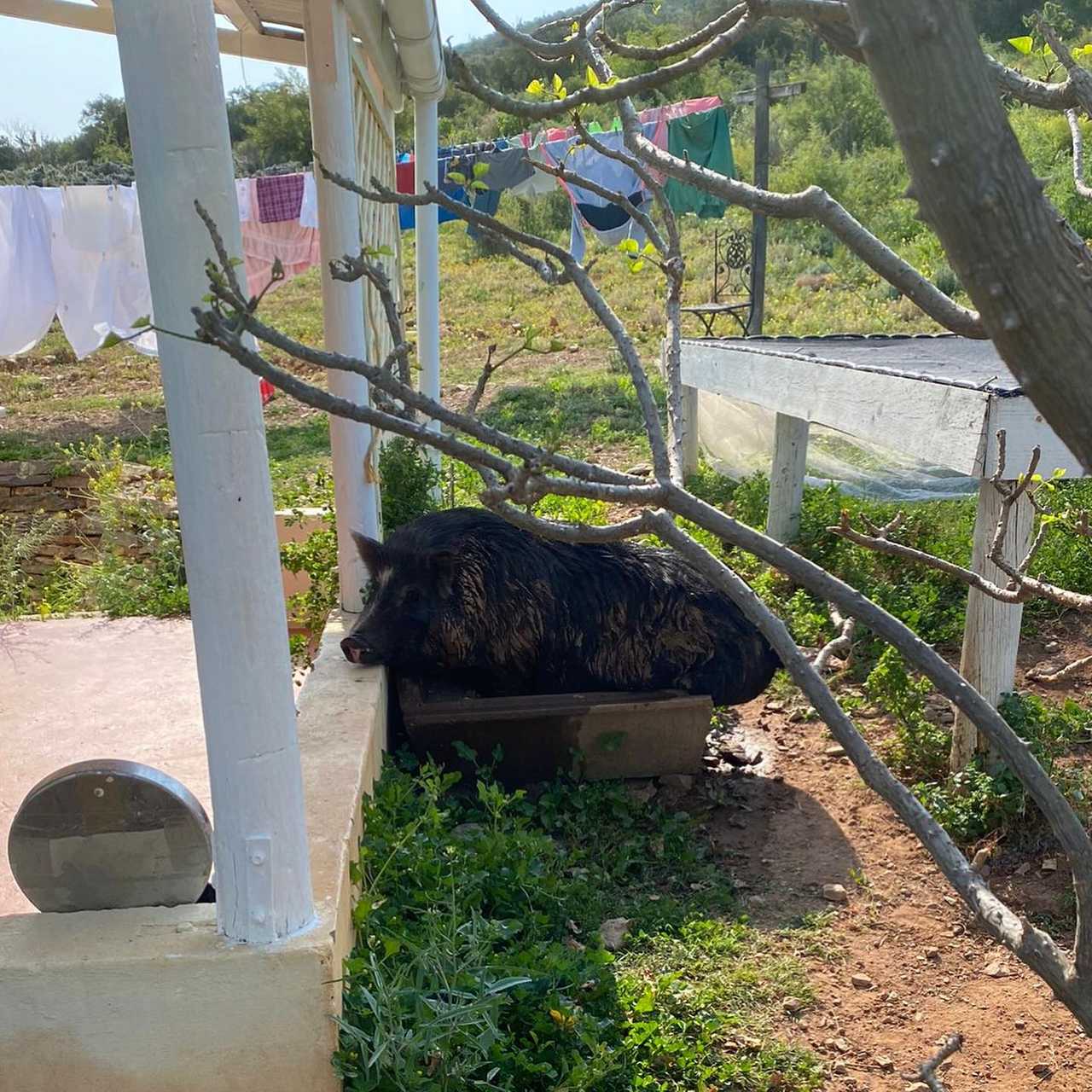 Luxury Tents @ Ricky's Drift Vegan Farm and Animal Sanctuary