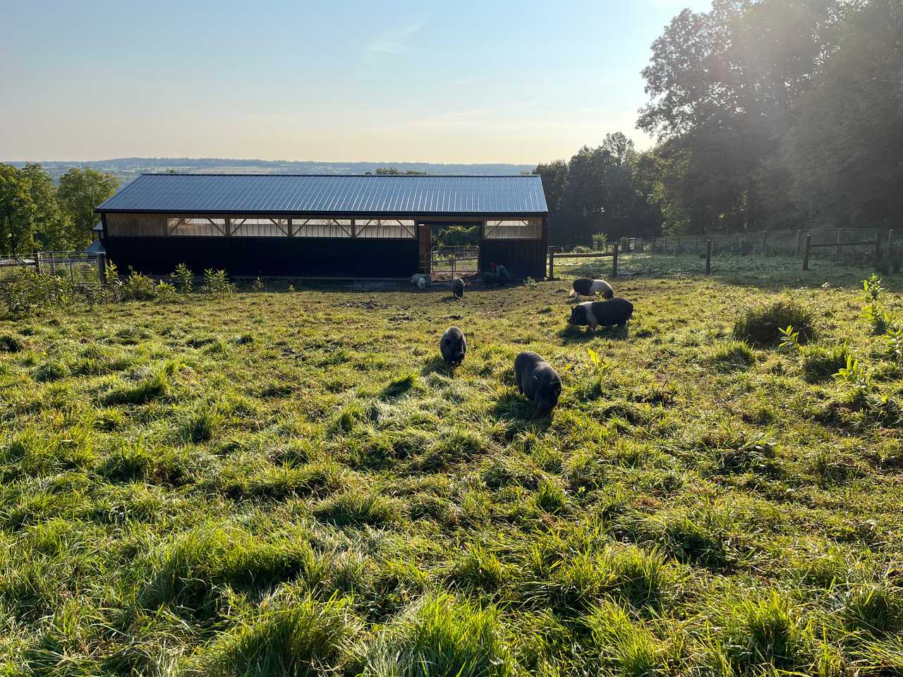 Forested Cabin with seasonal Lakeview situated on farm animal sanctuary grounds.