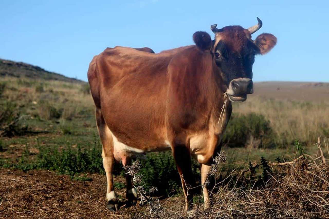 Private Room On Farm Animal Sanctuary W/ Spectacular Views of Mountains