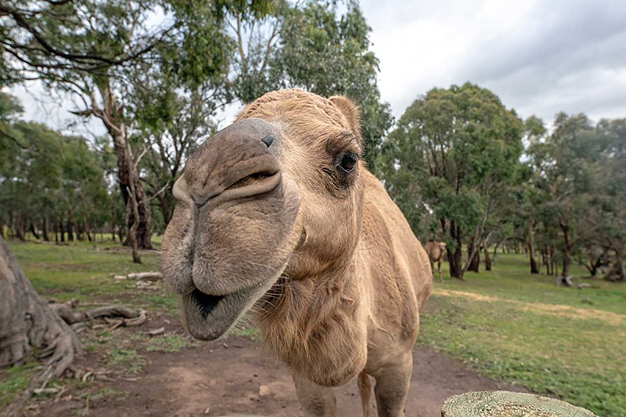 Galahad's Animal Sanctuary B&B