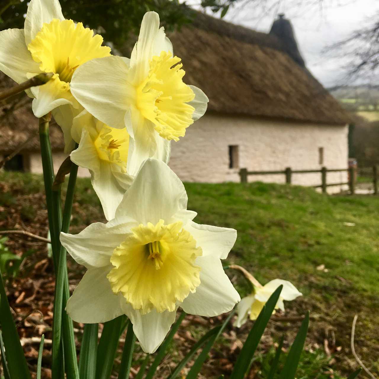 Magical 18th thatched cottage with stunning views, amazing vegan meals & hot tub
