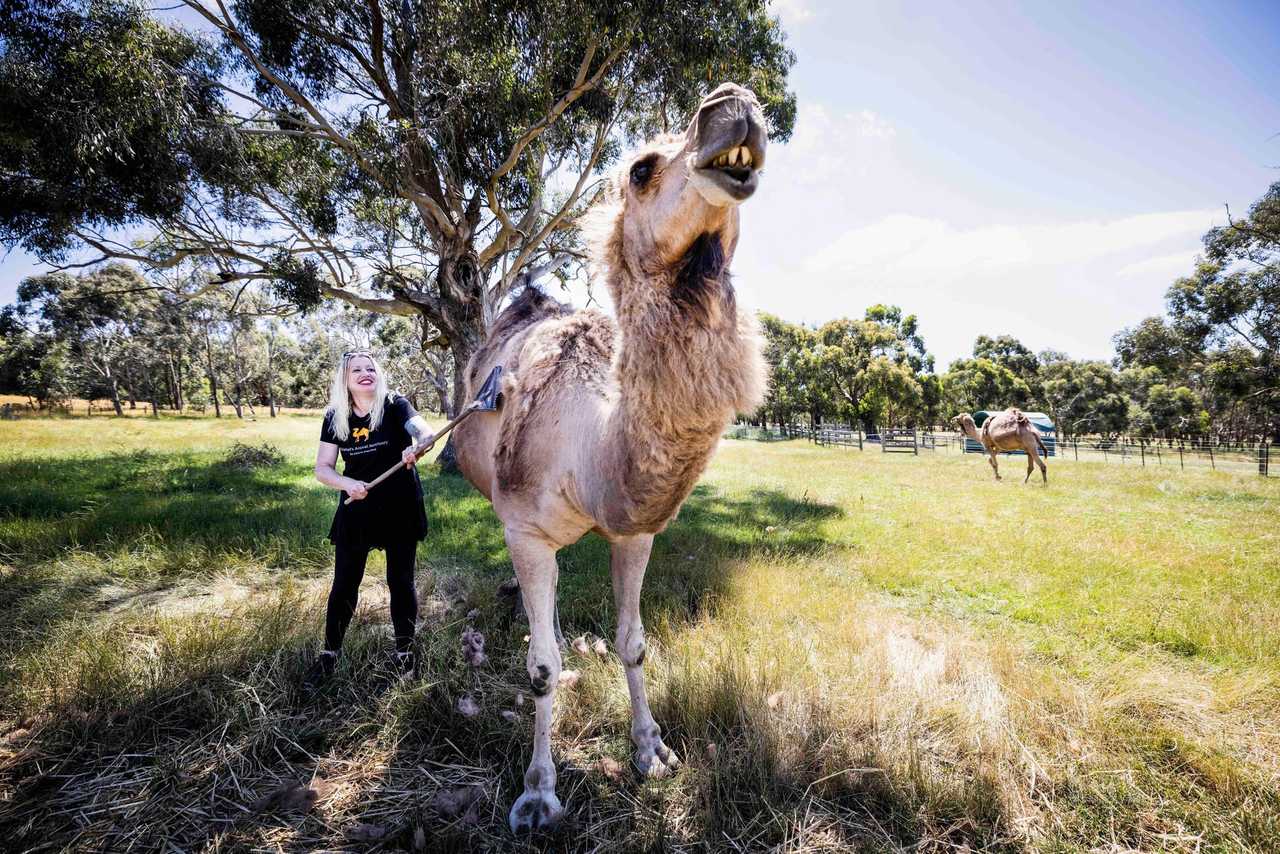 Galahad's Animal Sanctuary B&B