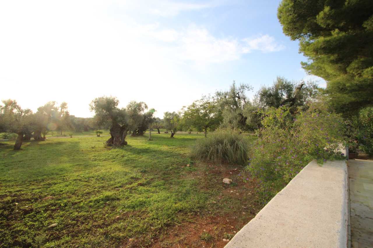 Luxury villa in midst of an ancient olive grove, ideal for families