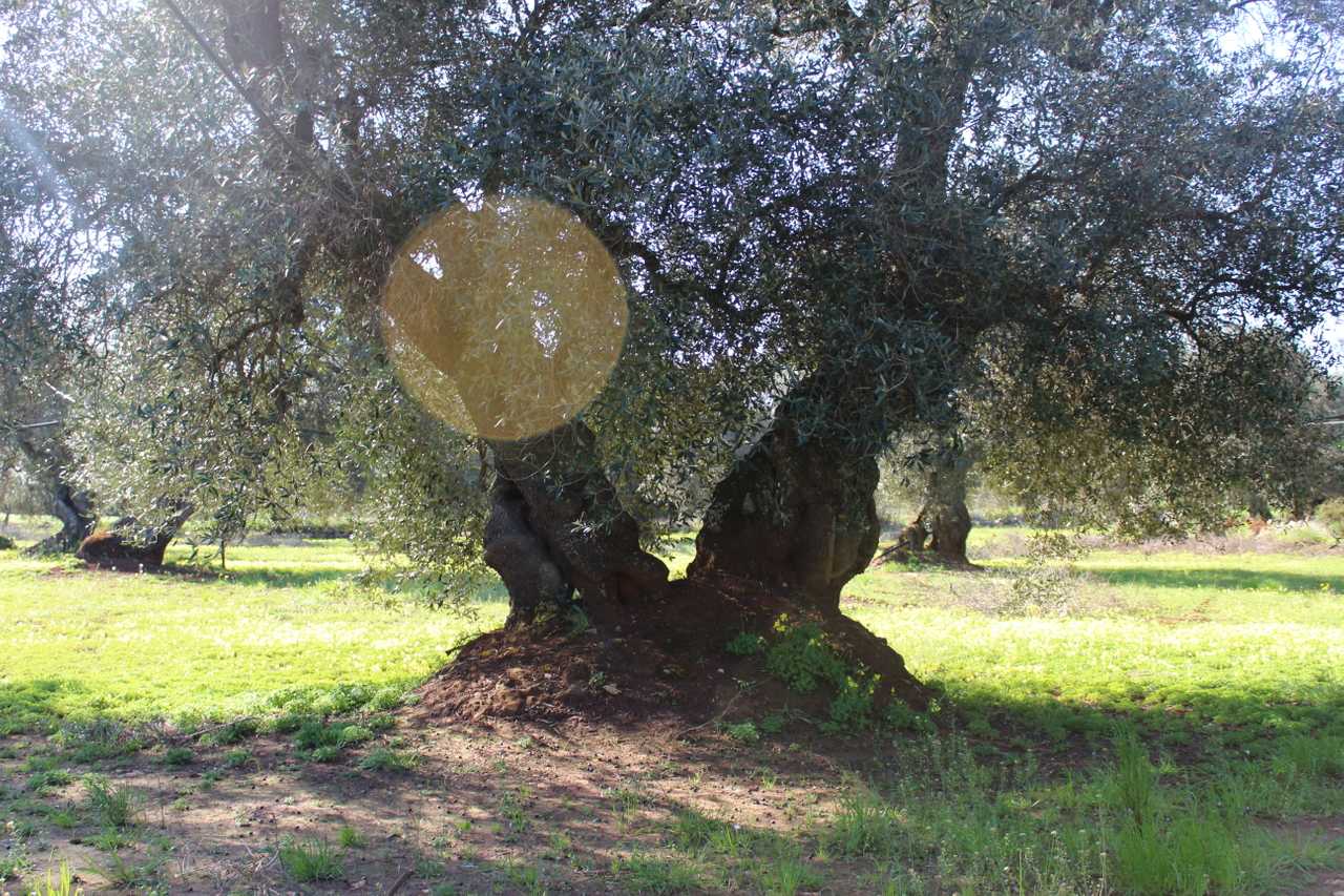 Luxury villa in midst of an ancient olive grove, ideal for families