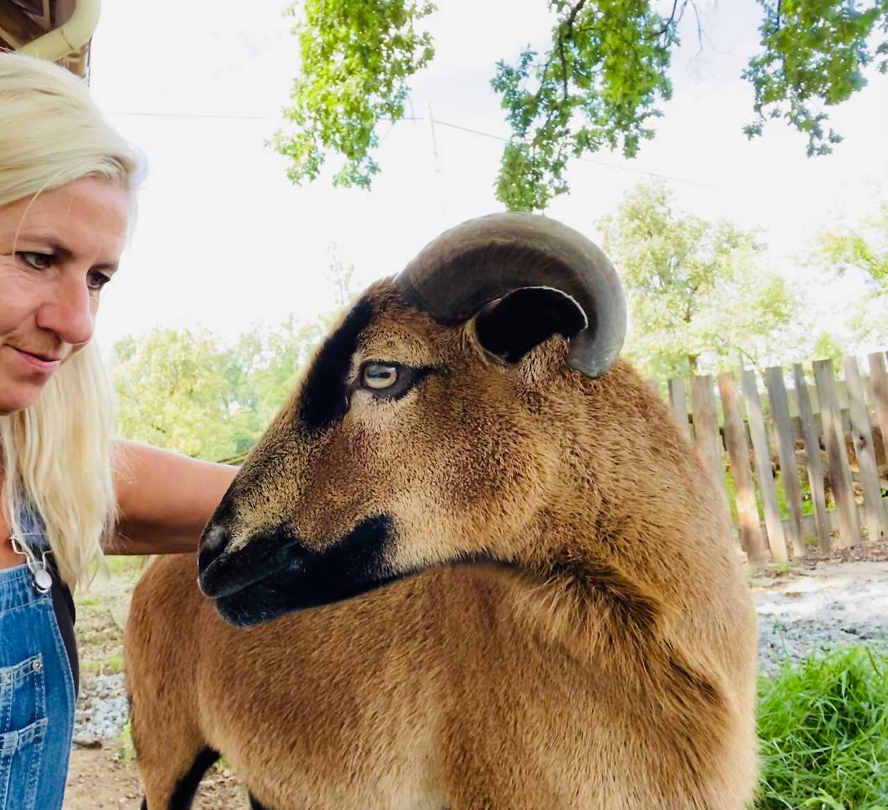 Varm - the vegan farm - a kind of sanctuary for animals and humans