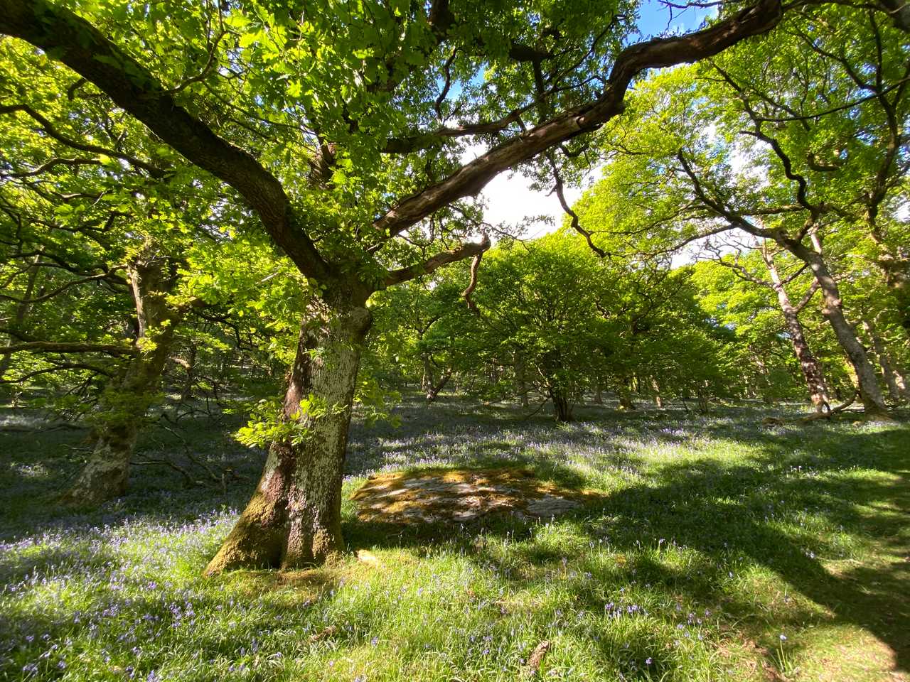 Magical 18th thatched cottage with stunning views, amazing vegan meals & hot tub