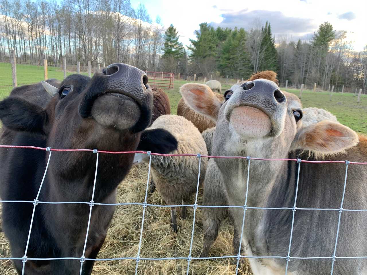 Forested Retreat at Harmony Farm Sanctuary and Wellness Center