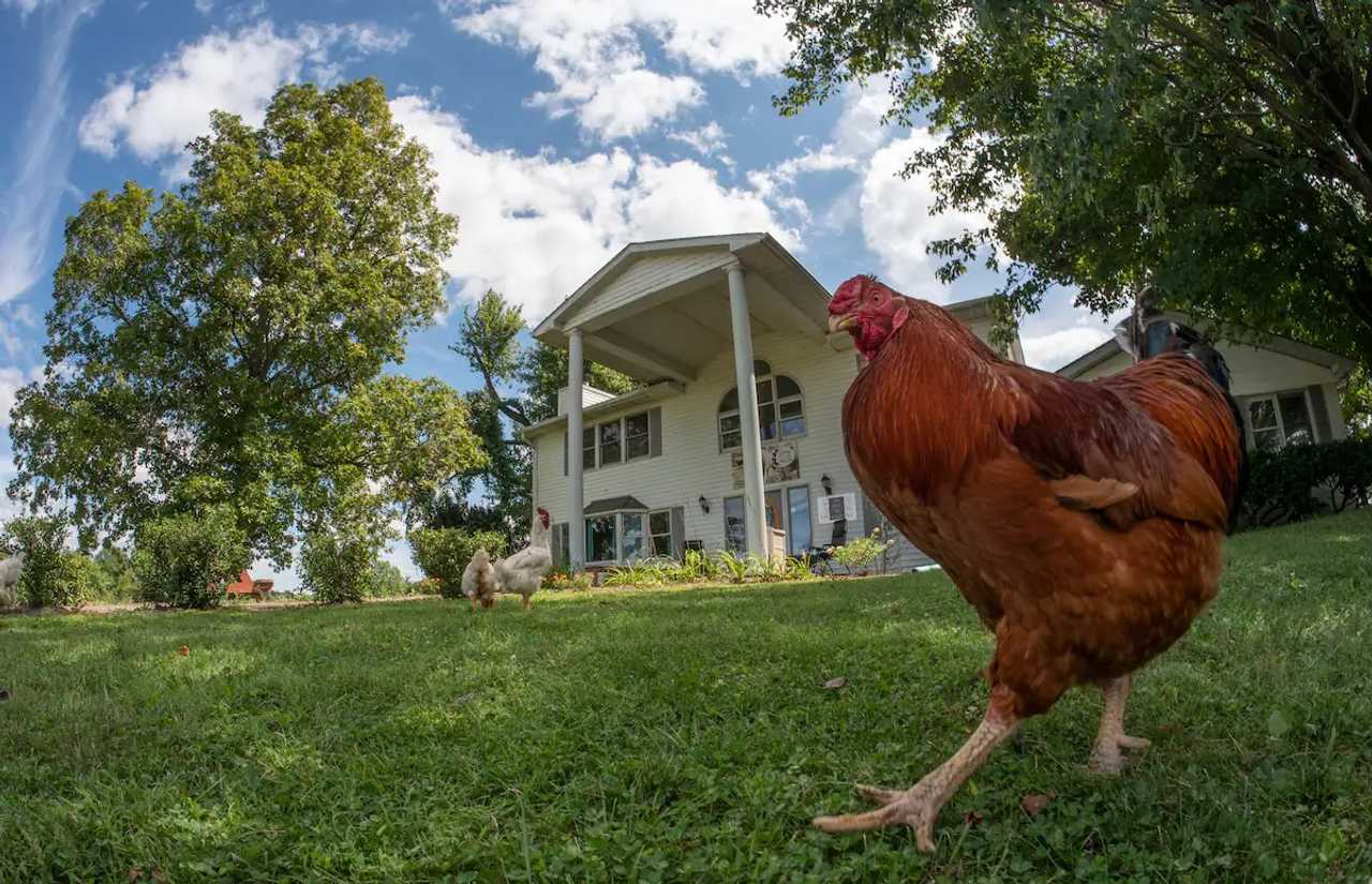 Retreat Room at Beautiful Animal Sanctuary