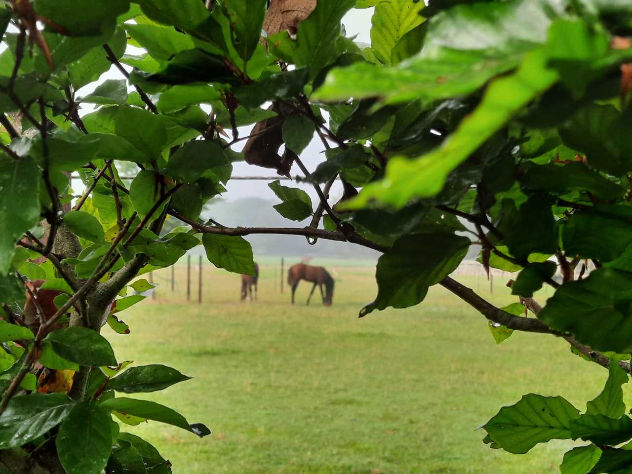 Lovely dog friendly cottage, in forest surrounding for wonderful walks & swims