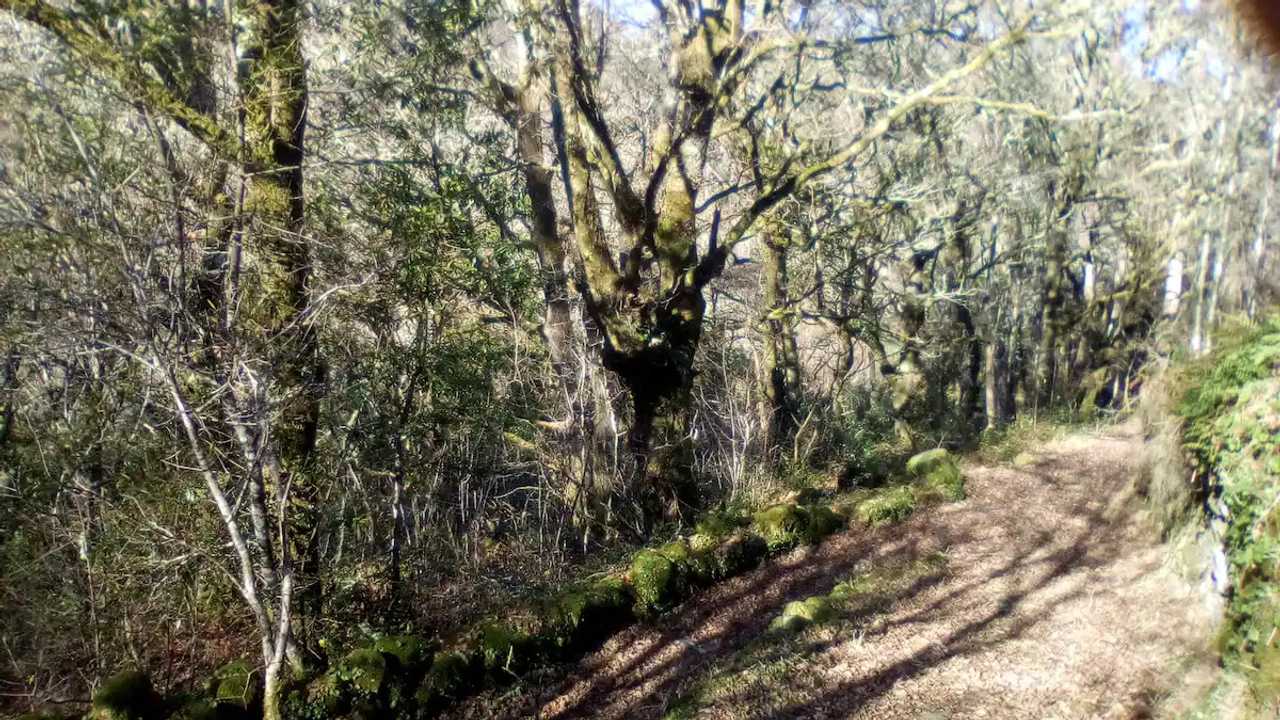 Rural vegan place in the heart of the Galician land