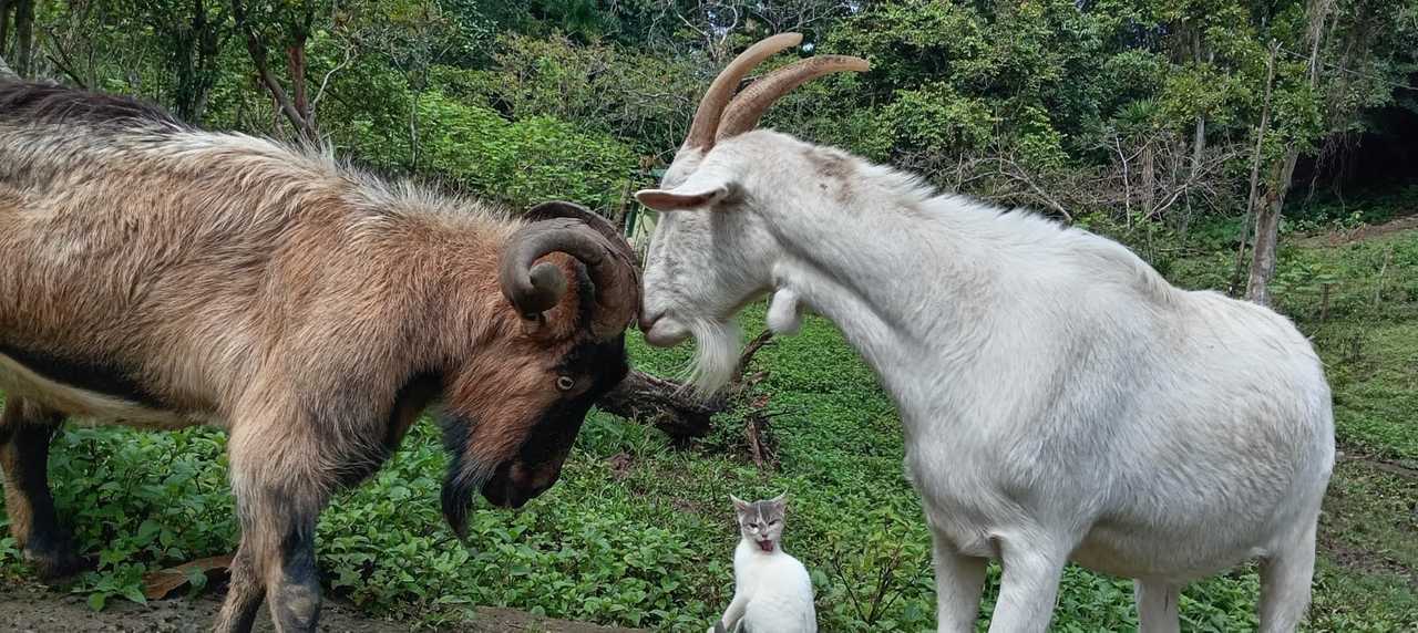 Private room or guesthouse on our VEGAN Animal Sanctuary