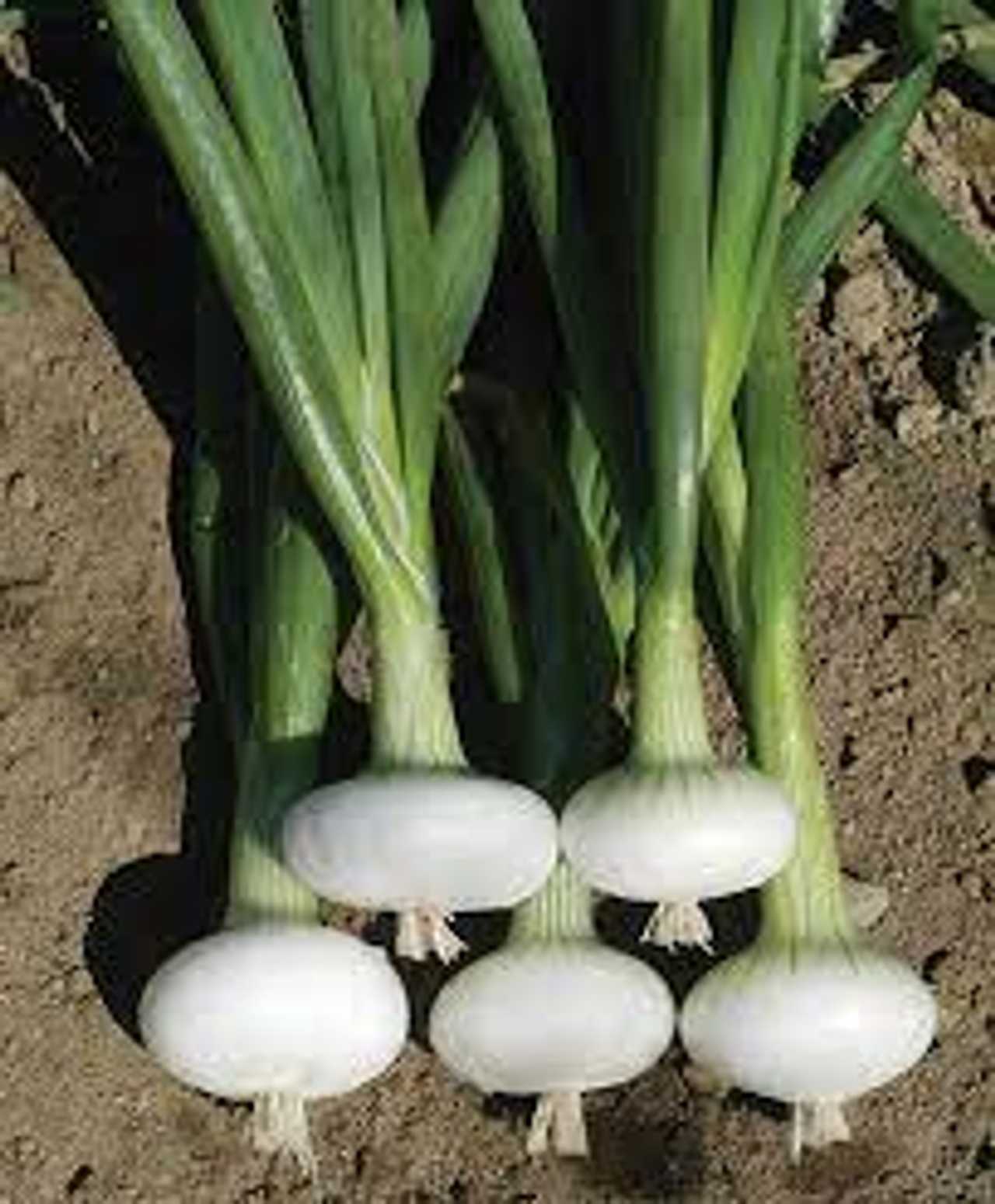 Organic Veggie Farm Camping