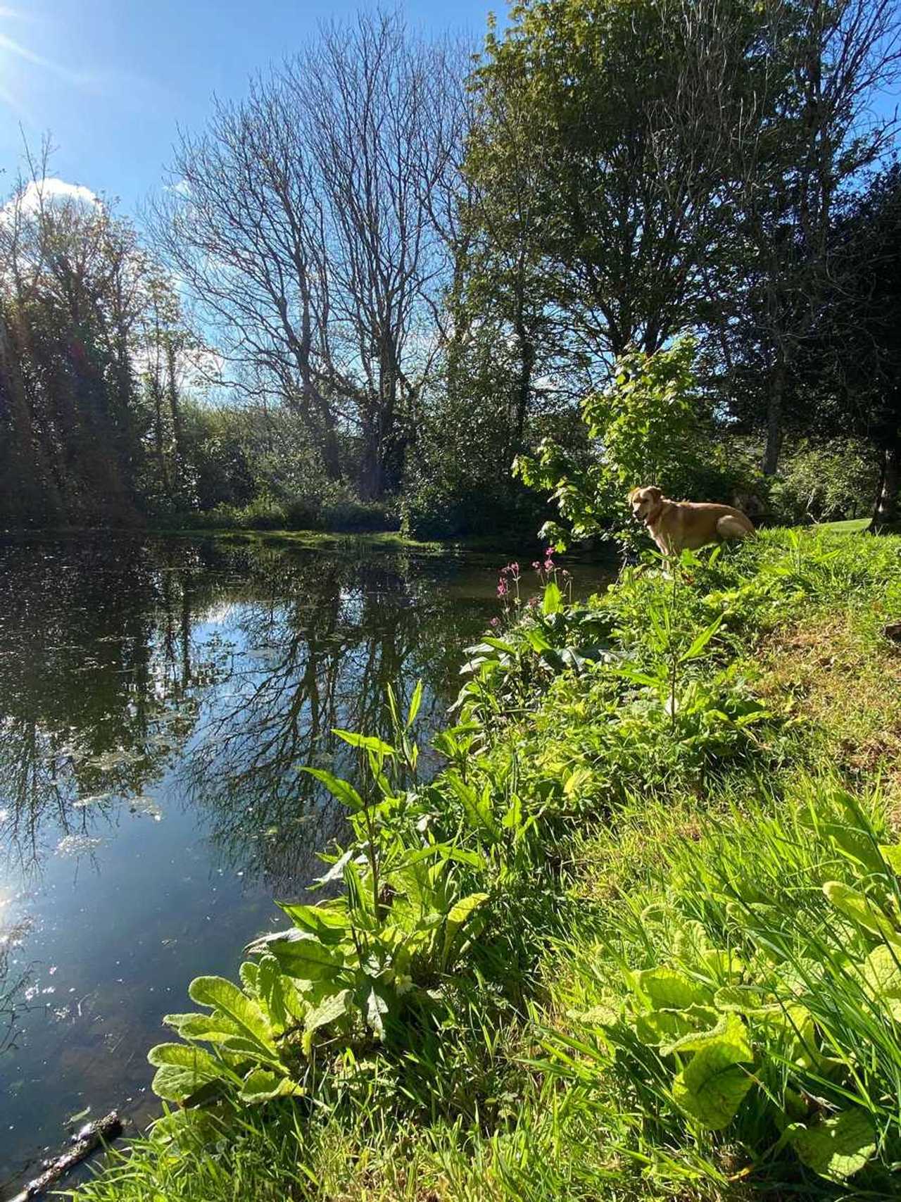 Coskewis Nature Retreat, dog friendly Cottage, acres of woods, gardens & lake