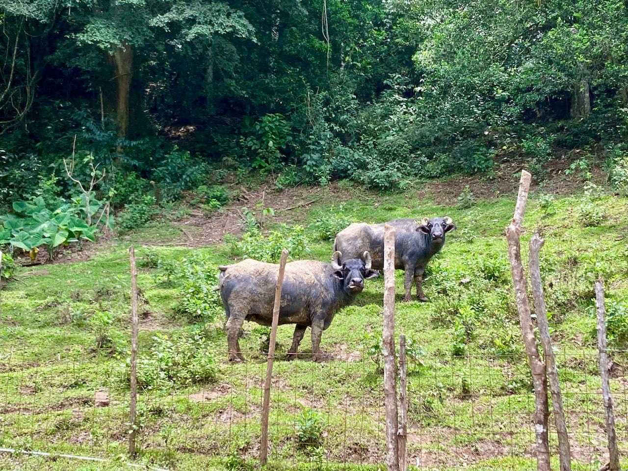 Private room or guesthouse on our VEGAN Animal Sanctuary