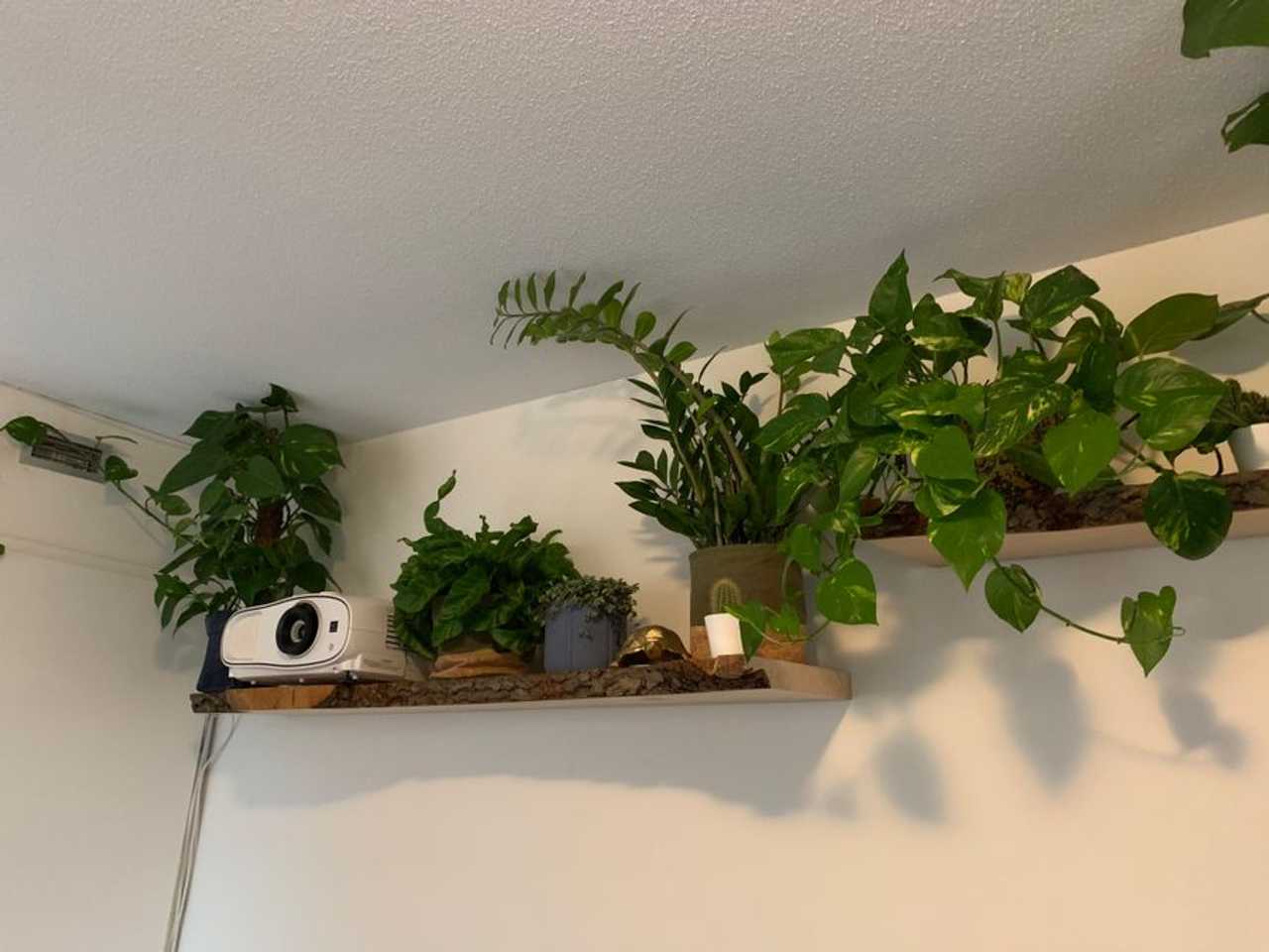 Amsterdam Jungle Apartment