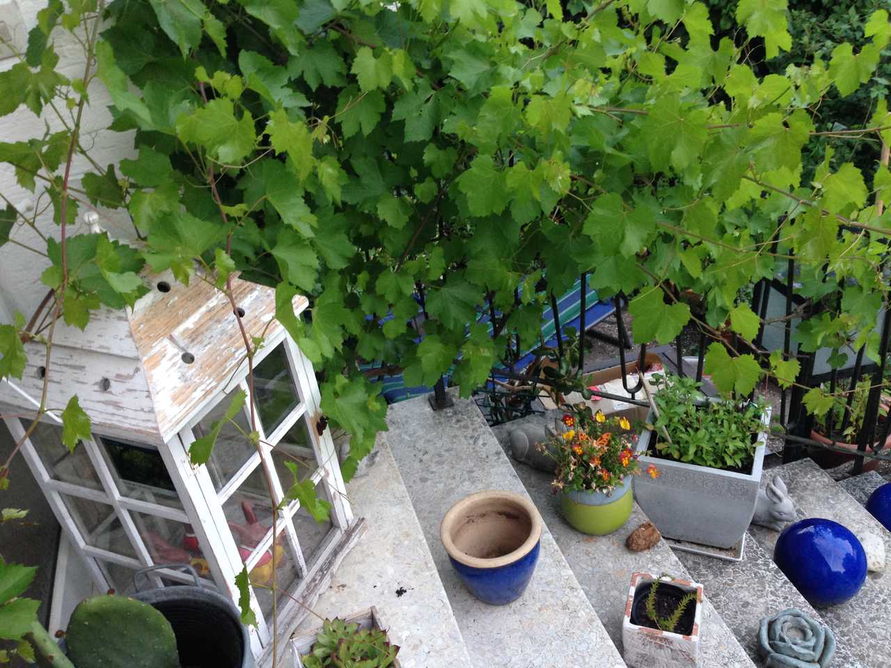 Little Pension at the edge of the Spessart, vegan cooking school          