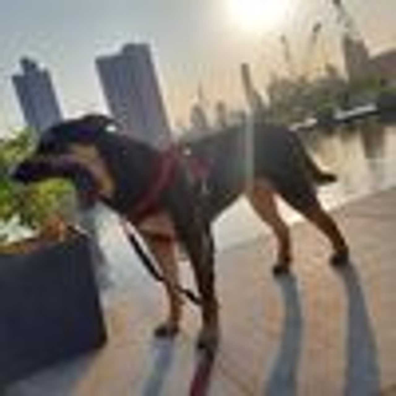 Connect with Super Dog Lovers, Christians, Environmentalists, Vegans/Vegetarians
