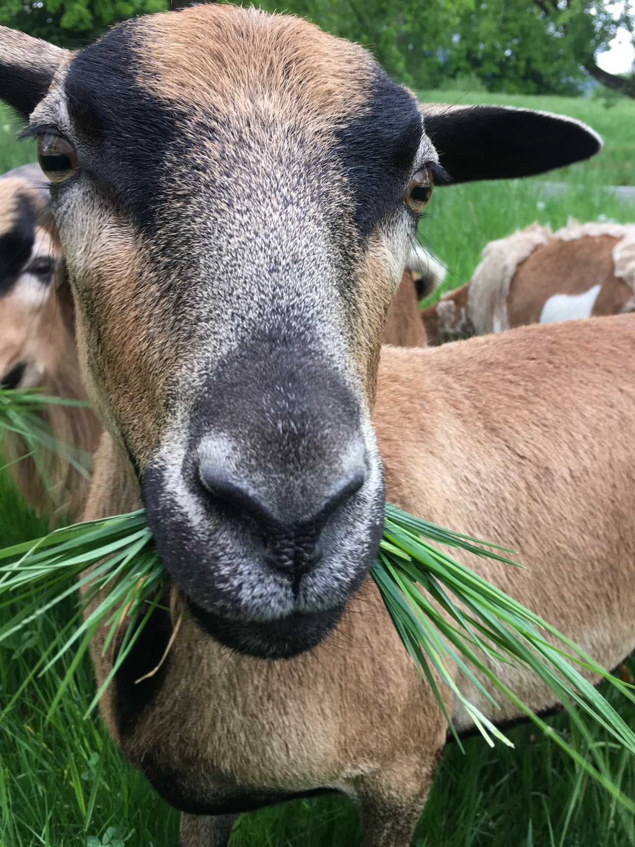 Varm - the vegan farm - a kind of sanctuary for animals and humans