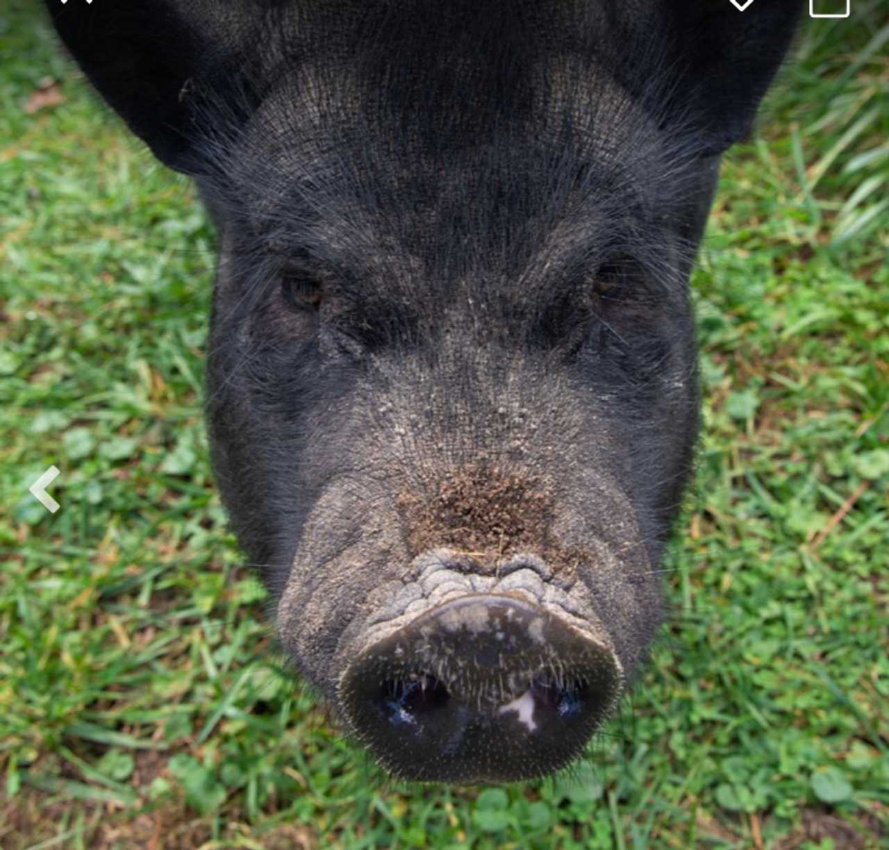 Camping on working animal sanctuary with nearly 50 adorable and friendly animals