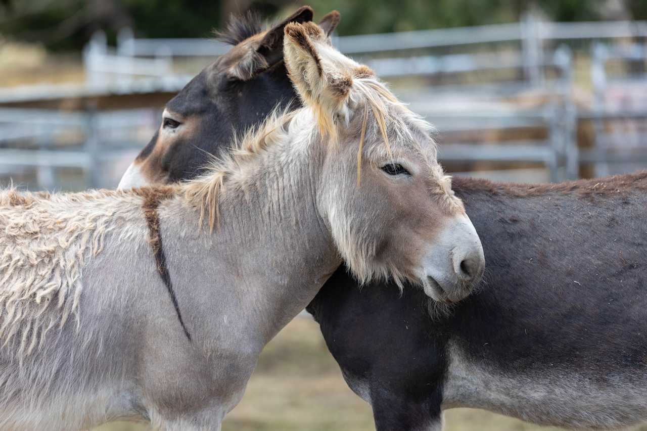 Galahad's Animal Sanctuary B&B