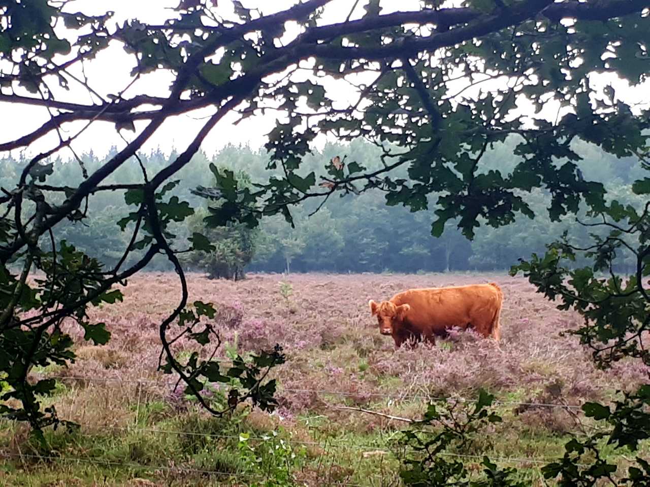 Lovely dog friendly cottage, in forest surrounding for wonderful walks & swims