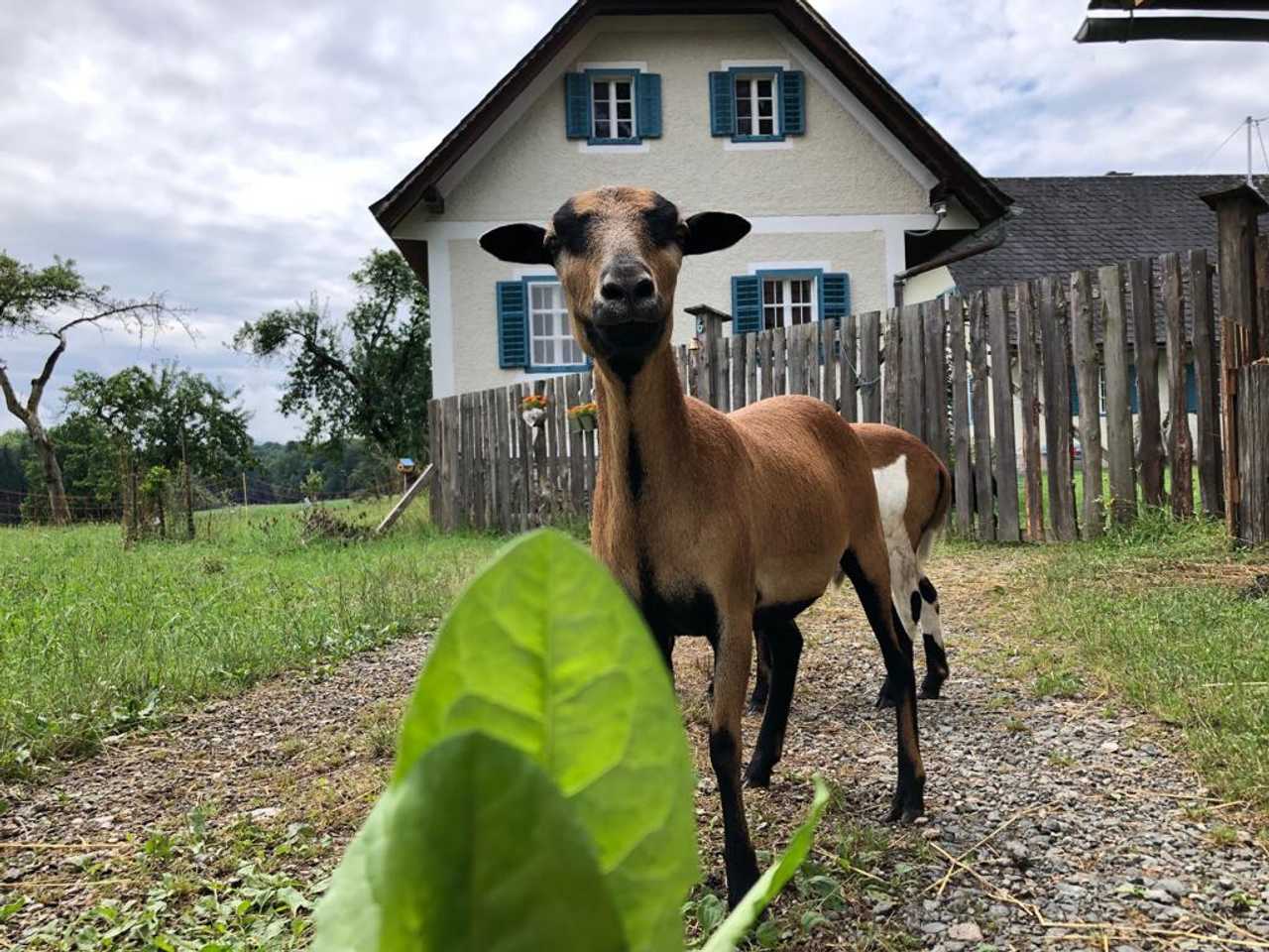 Varm - the vegan farm - a kind of sanctuary for animals and humans