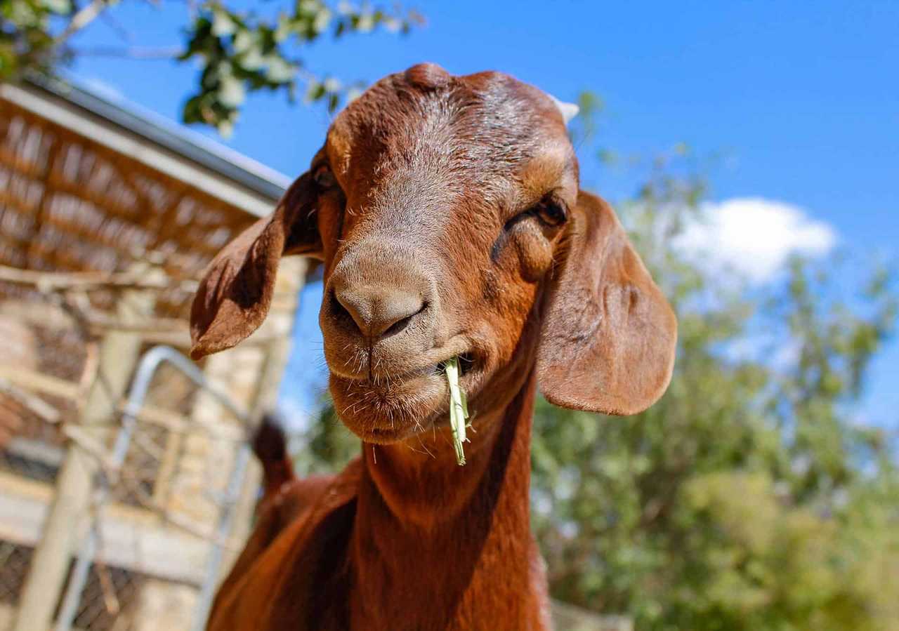 Private Room On Farm Animal Sanctuary W/ Spectacular Views of Mountains