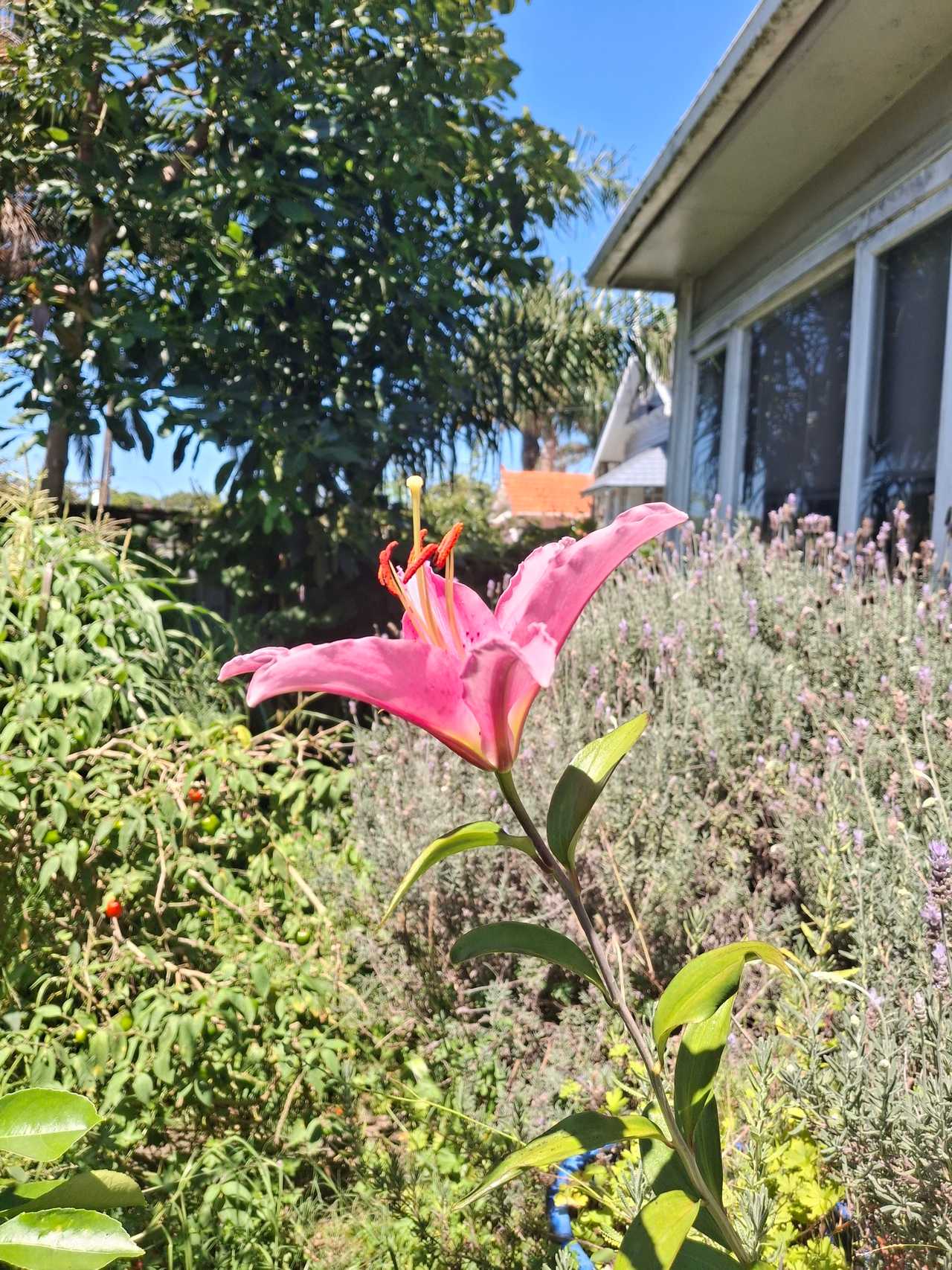 Ensuite Room in the heart of Mt Eden