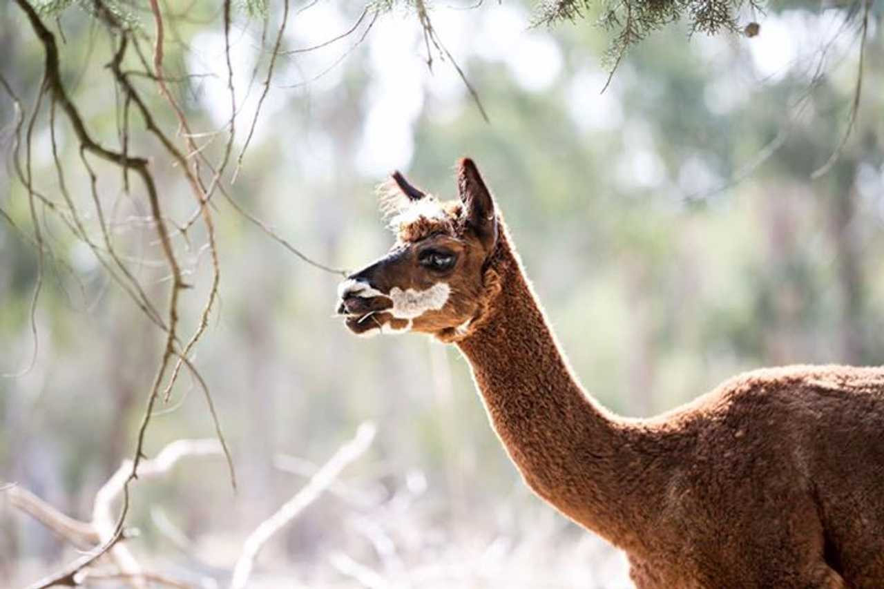 Galahad's Animal Sanctuary B&B