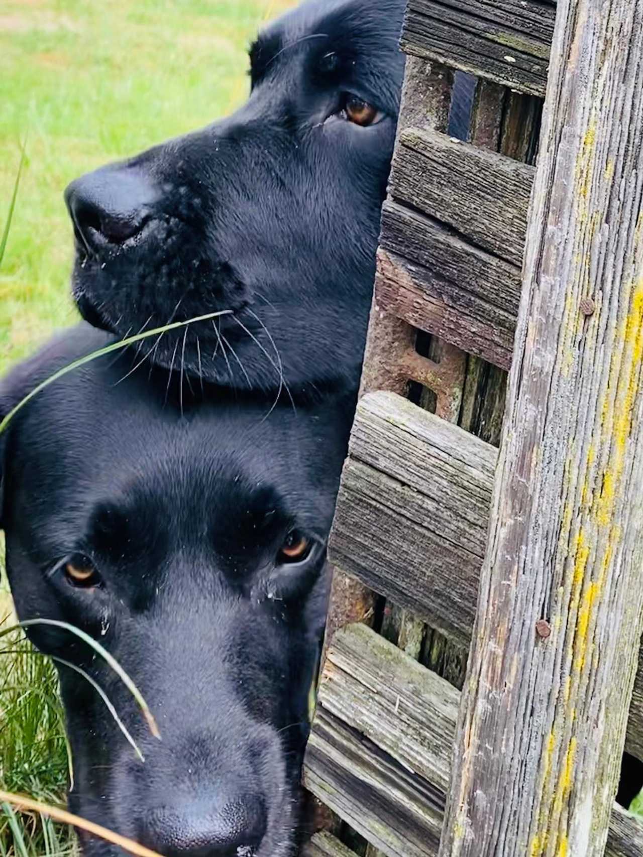 Varm - the vegan farm - a kind of sanctuary for animals and humans