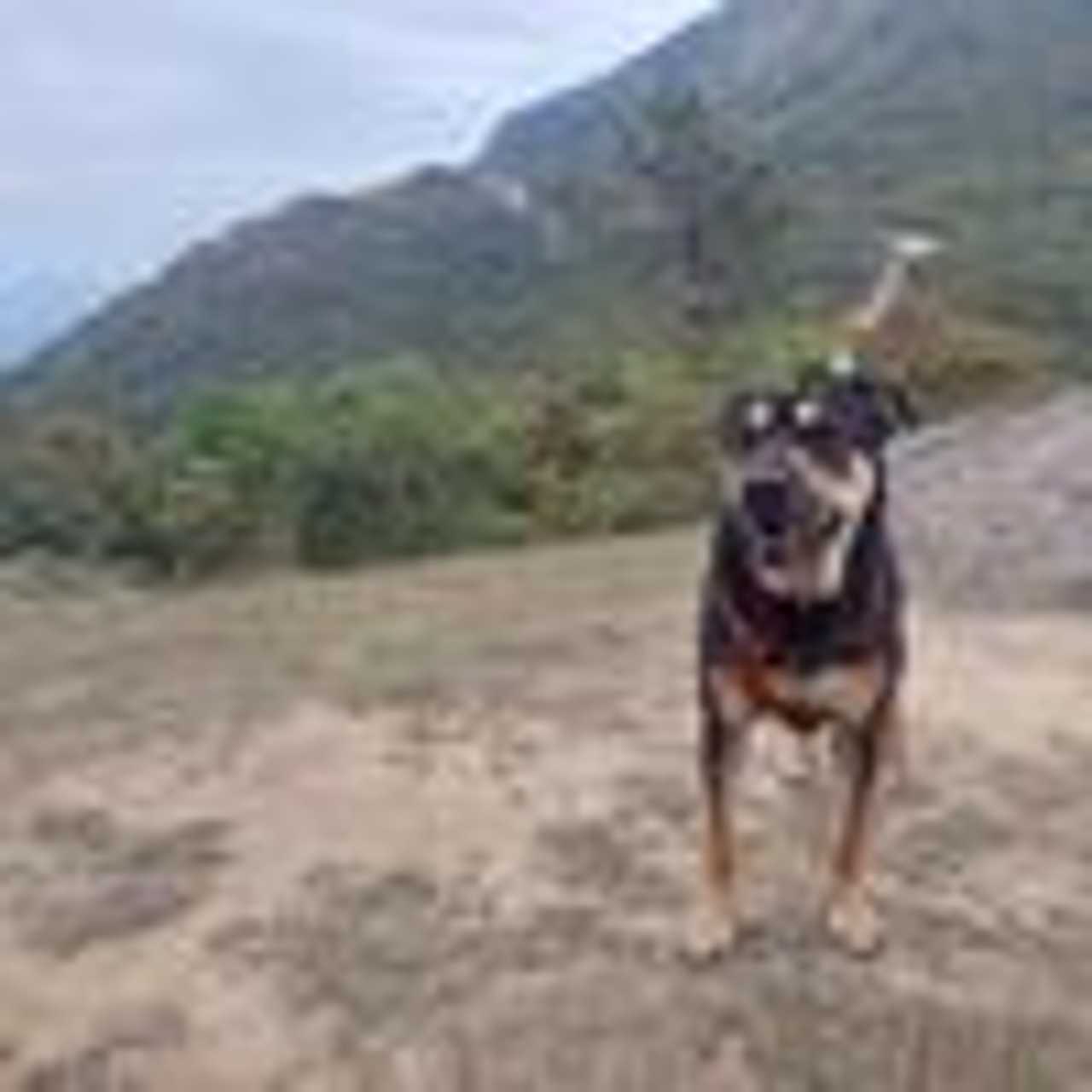 Connect with Super Dog Lovers, Christians, Environmentalists, Vegans/Vegetarians