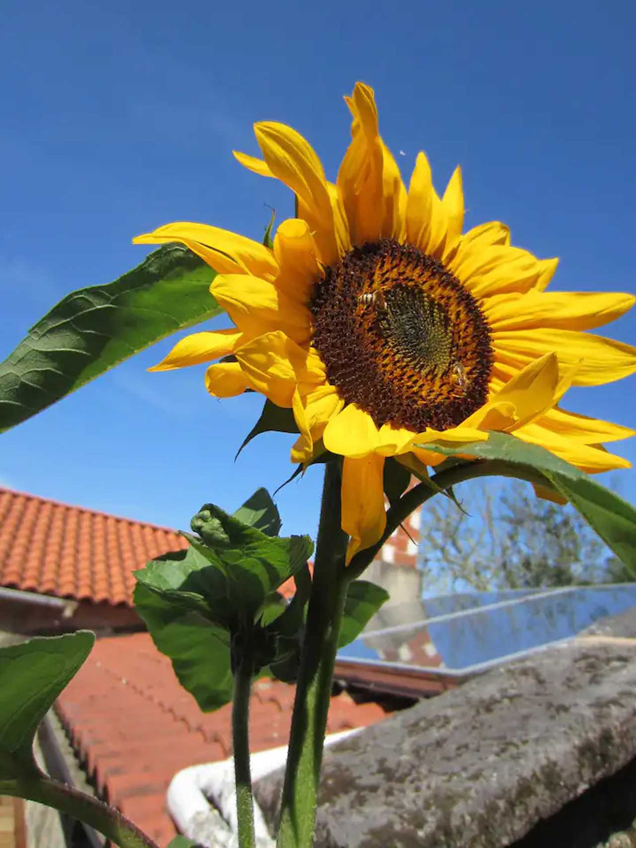 Rural vegan place in the heart of the Galician land