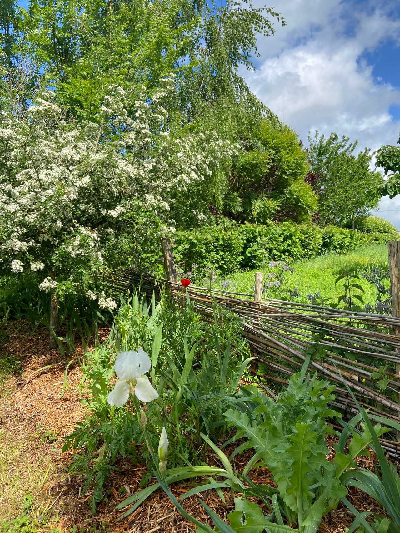 Vegan B&B in the Charente Limousine, rural France - Bedroom 1, GF