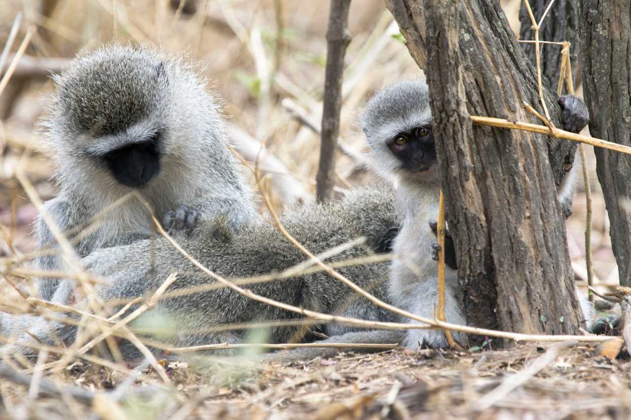 Lankora Landing: Tranquil Cabin Stay at a Primate Sanctuary