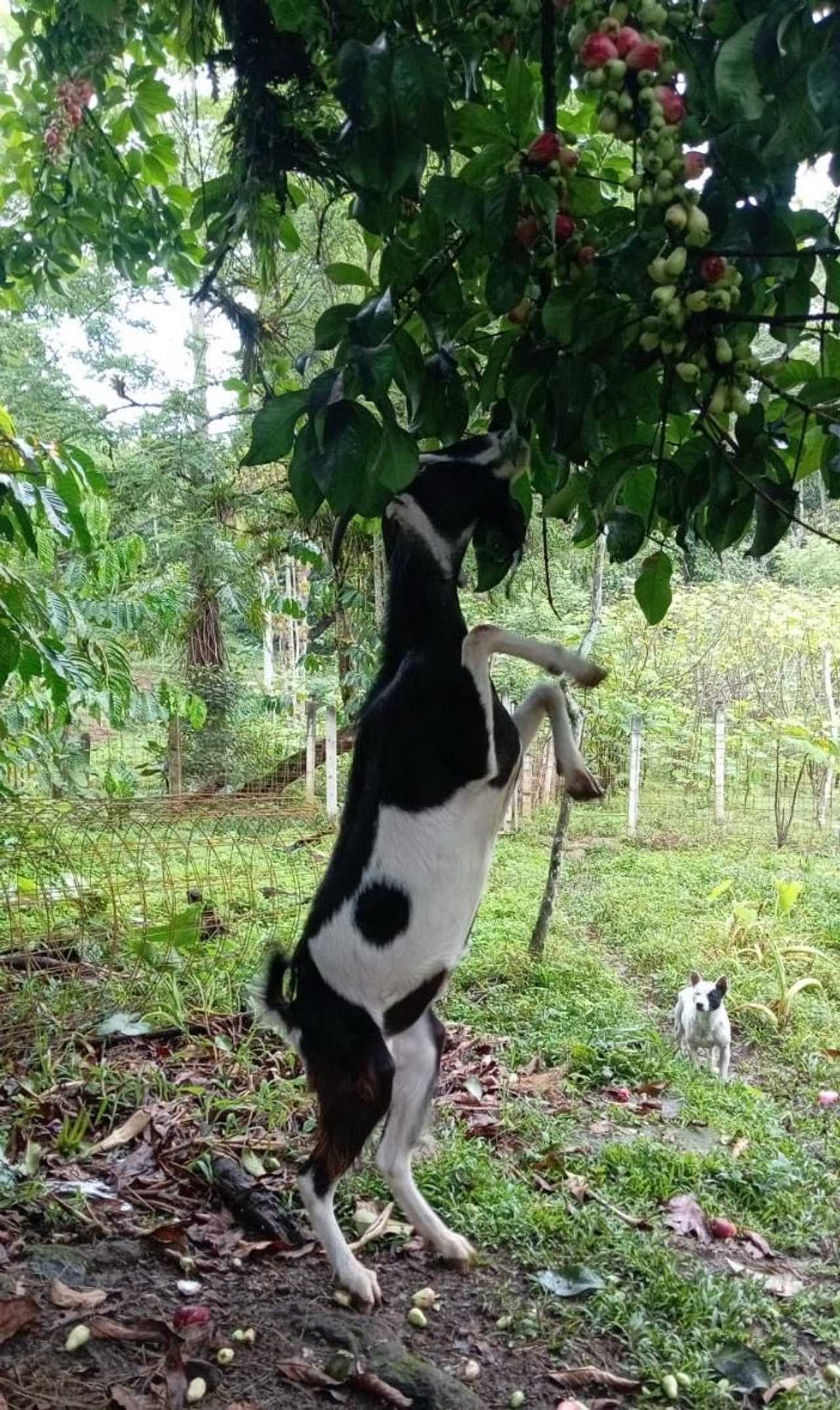 Private room or guesthouse on our VEGAN Animal Sanctuary