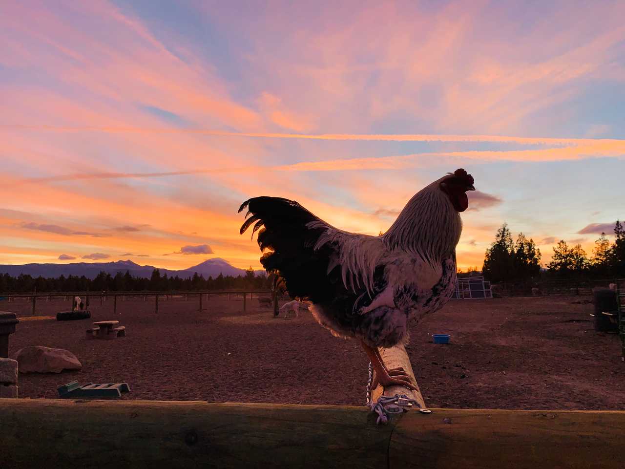 Tiny house with stunning Mountain views located on farm sanctuary.