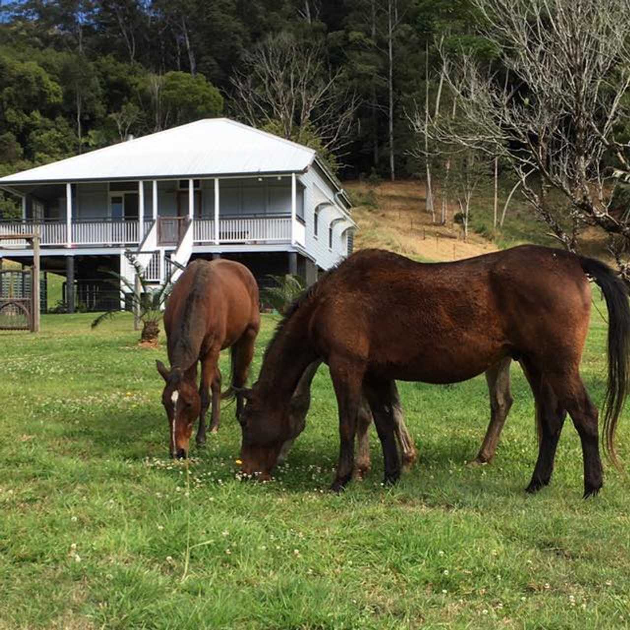 The Kind Farm Horse Rescue - animal loving farm house. 