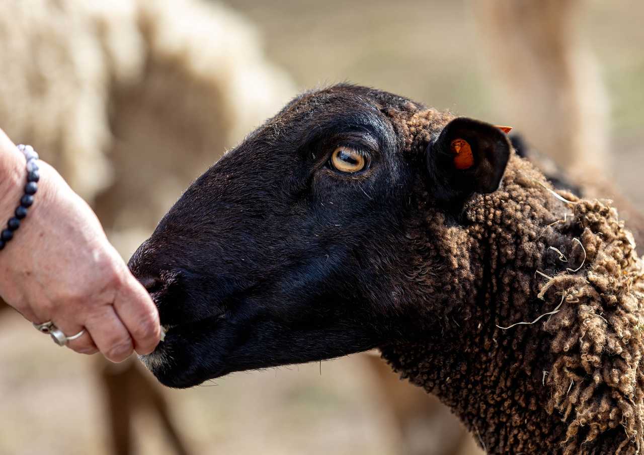 Galahad's Animal Sanctuary B&B