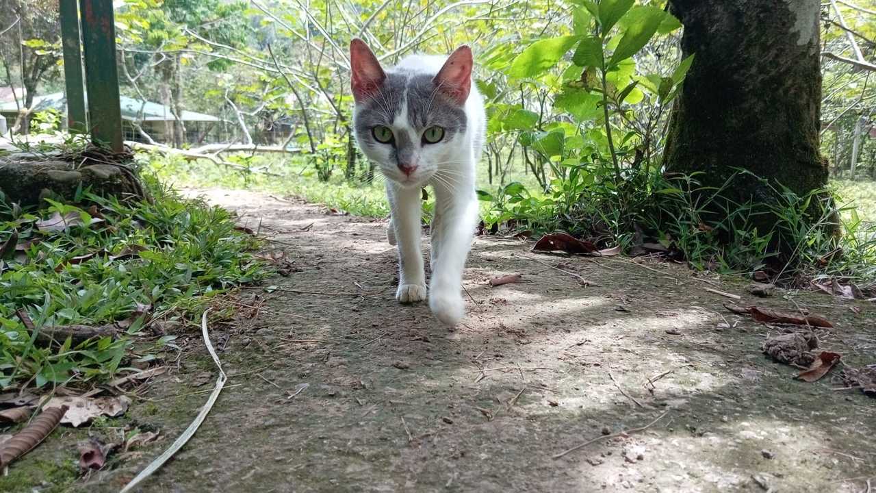 Private room or guesthouse on our VEGAN Animal Sanctuary