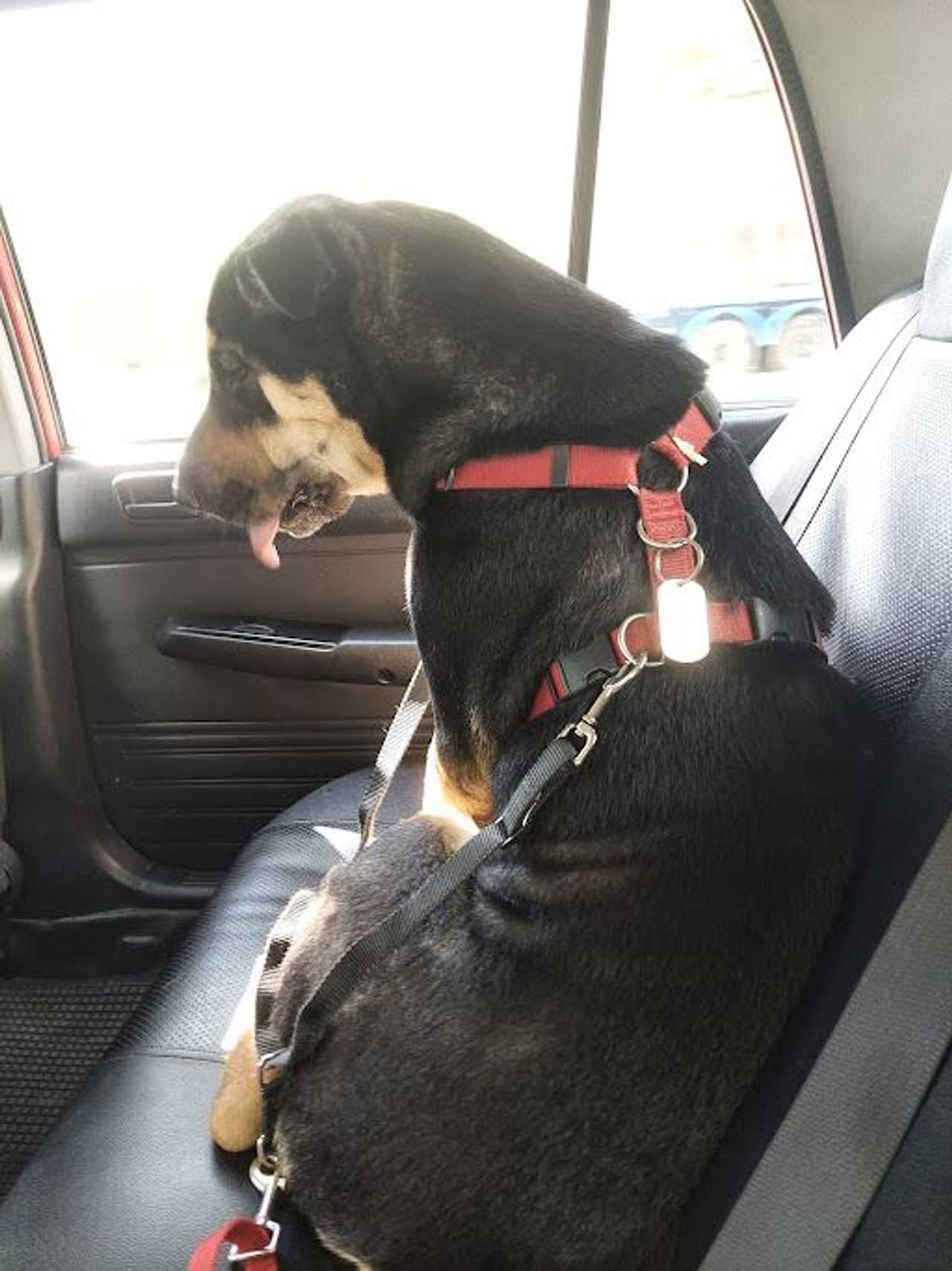 Connect with Super Dog Lovers, Christians, Environmentalists, Vegans/Vegetarians