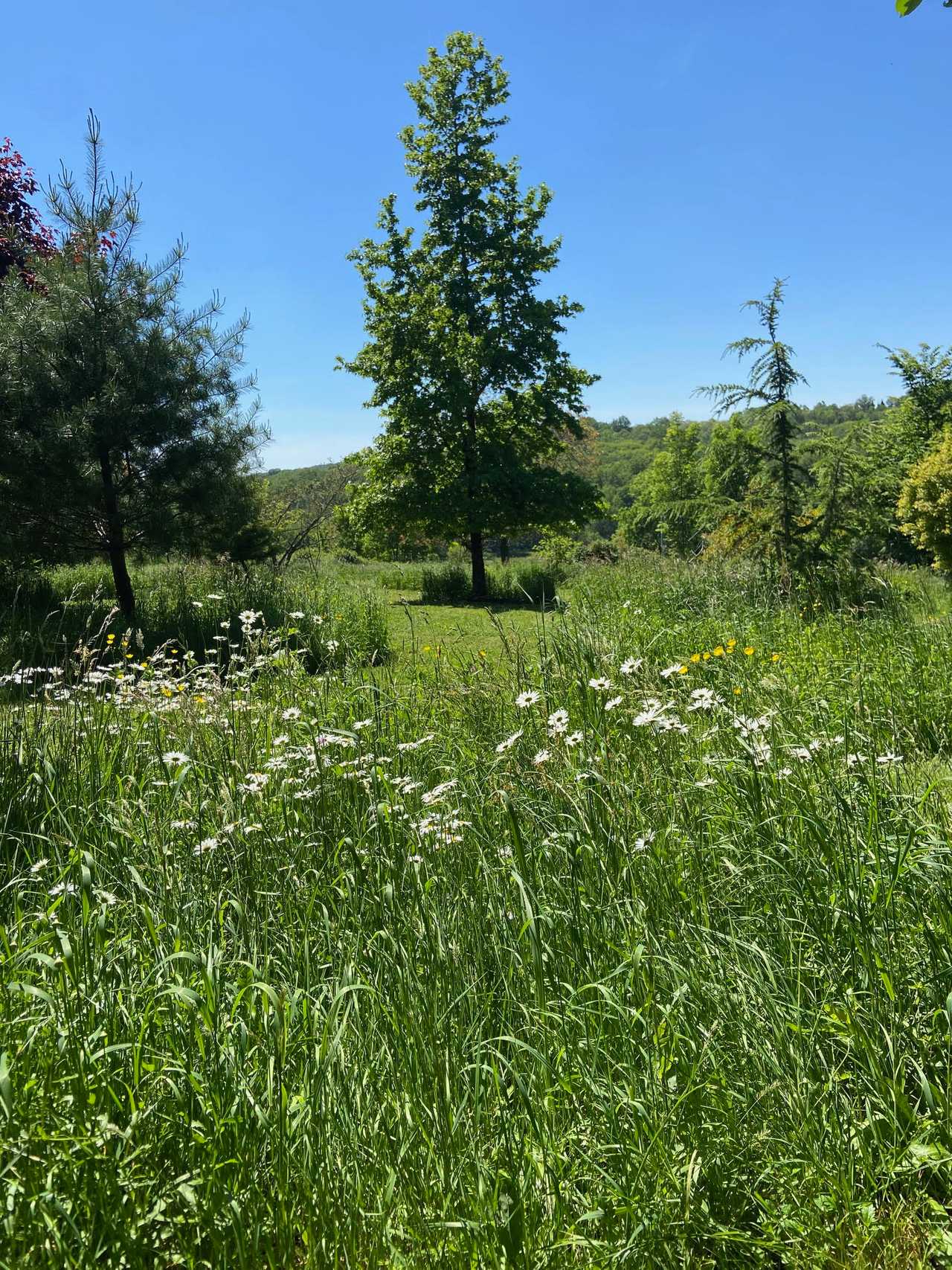 Vegan B&B in the Charente Limousine, rural France - Bedroom 1, GF