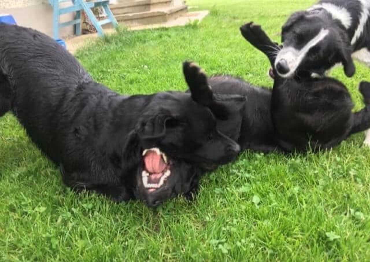 Varm - the vegan farm - a kind of sanctuary for animals and humans