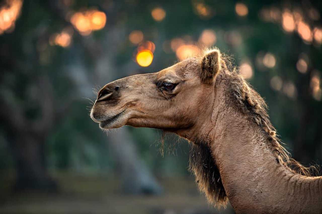Galahad's Animal Sanctuary B&B