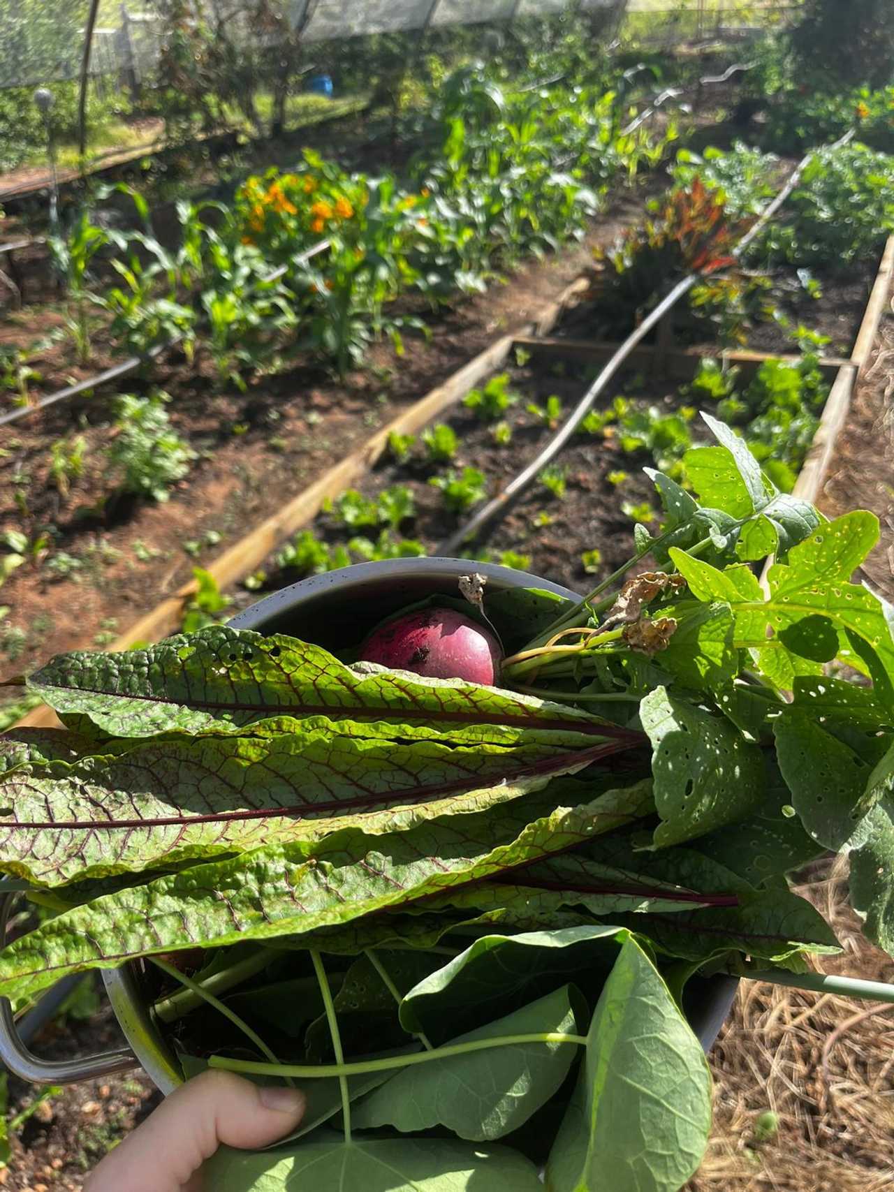 Luxury Tents @ Ricky's Drift Vegan Farm and Animal Sanctuary