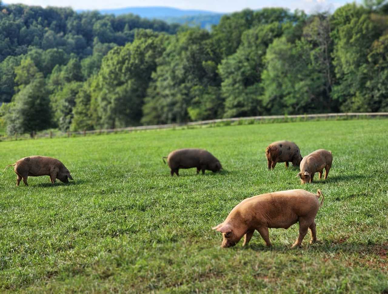 Modern farmhouse BnB on a mission to save animals