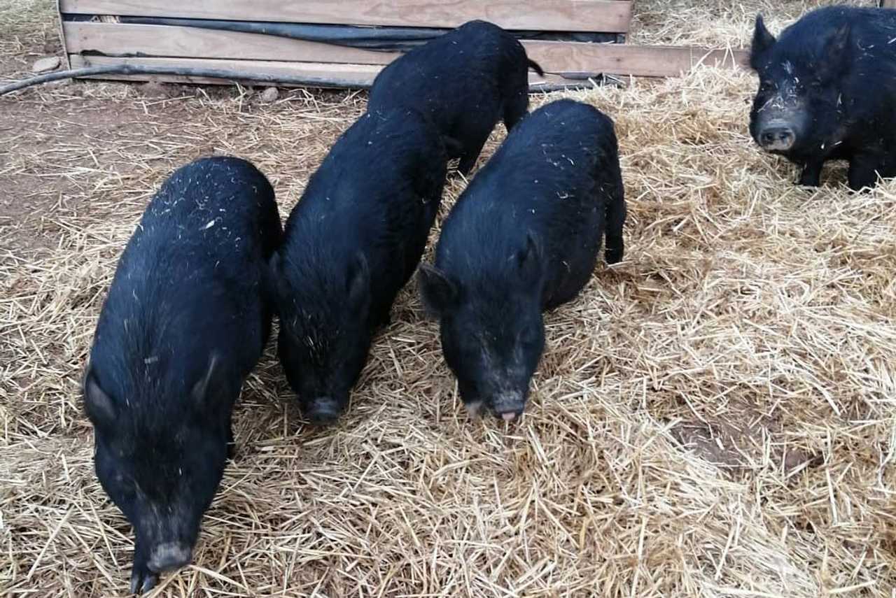 Private Room On Farm Animal Sanctuary W/ Spectacular Views of Mountains