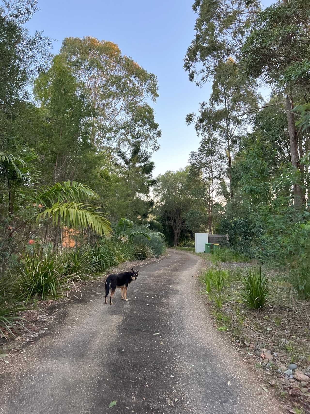 Tranquil Vegan B&B in Noosa region.  In house hospitality and charm 