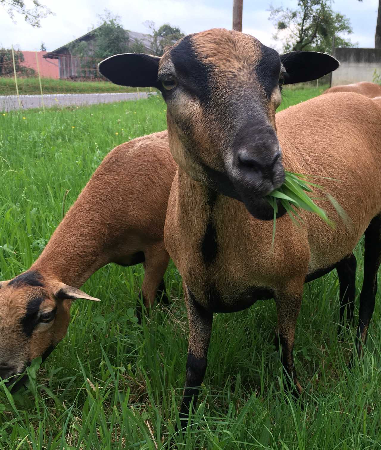 Varm - the vegan farm - a kind of sanctuary for animals and humans